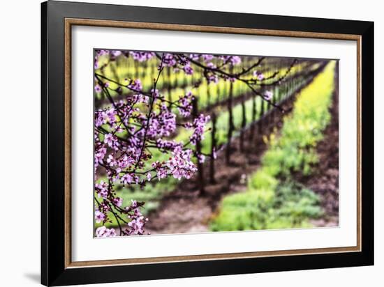 Plum Tree Blossoms And Vineyard In Sonoma County-Ron Koeberer-Framed Photographic Print