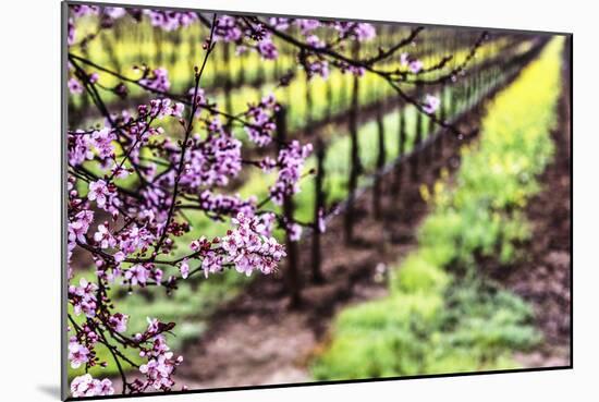 Plum Tree Blossoms And Vineyard In Sonoma County-Ron Koeberer-Mounted Photographic Print