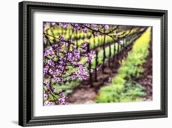 Plum Tree Blossoms And Vineyard In Sonoma County-Ron Koeberer-Framed Photographic Print