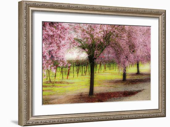 Plum Tree Blossoms And Vineyard In Sonoma County-Ron Koeberer-Framed Photographic Print