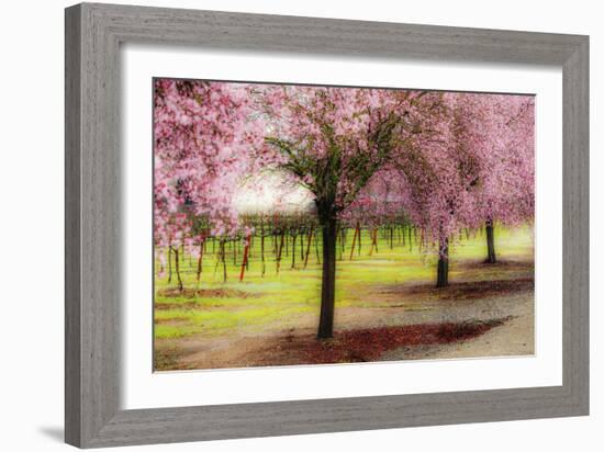 Plum Tree Blossoms And Vineyard In Sonoma County-Ron Koeberer-Framed Photographic Print