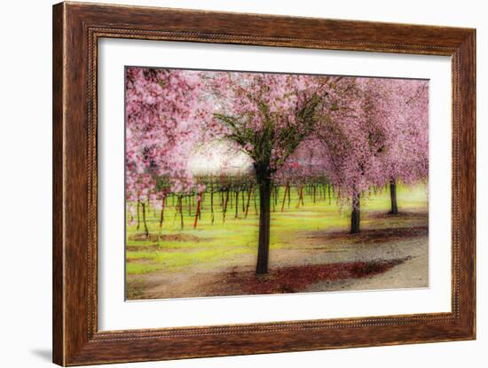 Plum Tree Blossoms And Vineyard In Sonoma County-Ron Koeberer-Framed Photographic Print