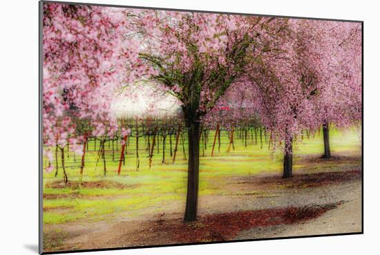 Plum Tree Blossoms And Vineyard In Sonoma County-Ron Koeberer-Mounted Photographic Print