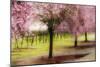 Plum Tree Blossoms And Vineyard In Sonoma County-Ron Koeberer-Mounted Photographic Print