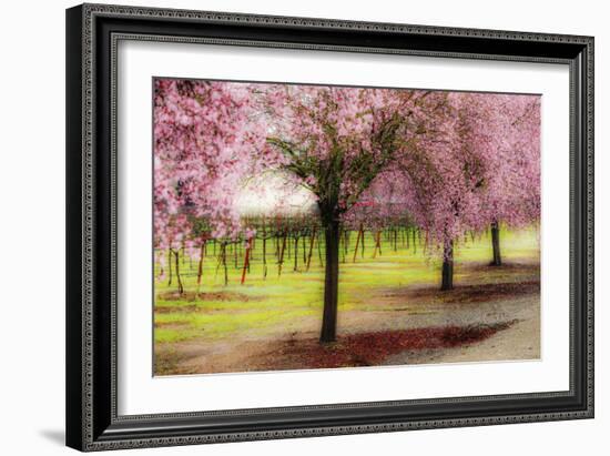 Plum Tree Blossoms And Vineyard In Sonoma County-Ron Koeberer-Framed Photographic Print