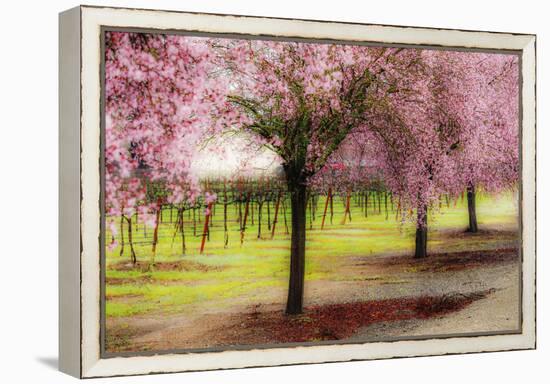 Plum Tree Blossoms And Vineyard In Sonoma County-Ron Koeberer-Framed Premier Image Canvas