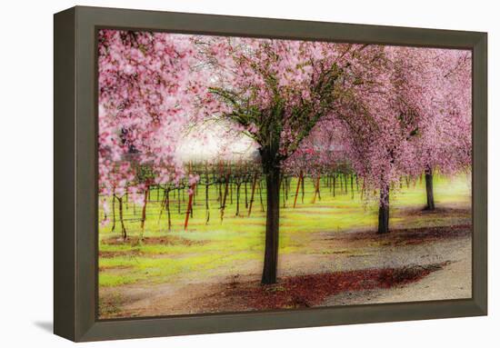 Plum Tree Blossoms And Vineyard In Sonoma County-Ron Koeberer-Framed Premier Image Canvas