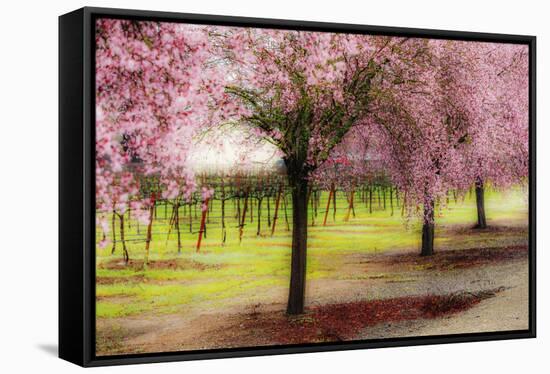 Plum Tree Blossoms And Vineyard In Sonoma County-Ron Koeberer-Framed Premier Image Canvas