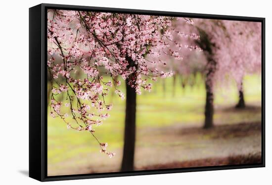 Plum Tree Blossoms In Sonoma County-Ron Koeberer-Framed Stretched Canvas