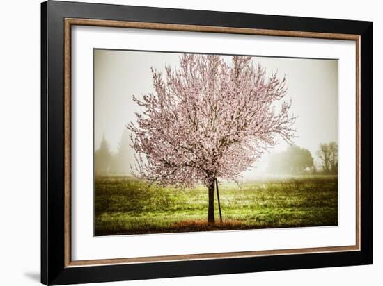 Plum Tree Blossoms In Sonoma County-Ron Koeberer-Framed Photographic Print