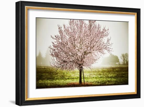 Plum Tree Blossoms In Sonoma County-Ron Koeberer-Framed Photographic Print