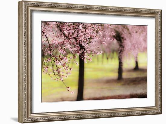 Plum Tree Blossoms In Sonoma County-Ron Koeberer-Framed Photographic Print