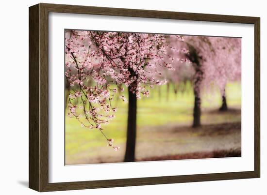 Plum Tree Blossoms In Sonoma County-Ron Koeberer-Framed Photographic Print