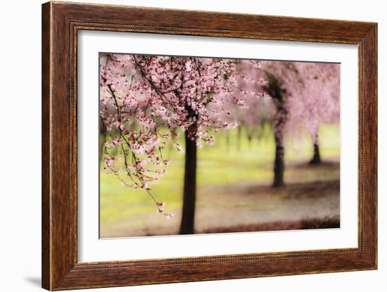 Plum Tree Blossoms In Sonoma County-Ron Koeberer-Framed Photographic Print