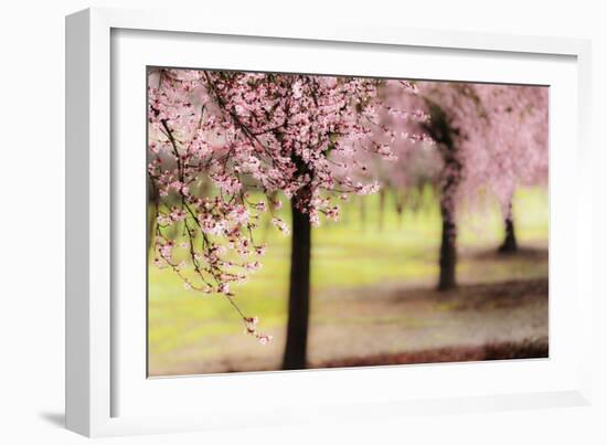 Plum Tree Blossoms In Sonoma County-Ron Koeberer-Framed Photographic Print