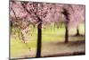 Plum Tree Blossoms In Sonoma County-Ron Koeberer-Mounted Photographic Print