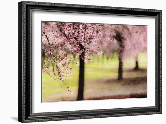 Plum Tree Blossoms In Sonoma County-Ron Koeberer-Framed Photographic Print