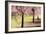 Plum Tree Blossoms In Sonoma County-Ron Koeberer-Framed Photographic Print