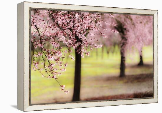 Plum Tree Blossoms In Sonoma County-Ron Koeberer-Framed Premier Image Canvas