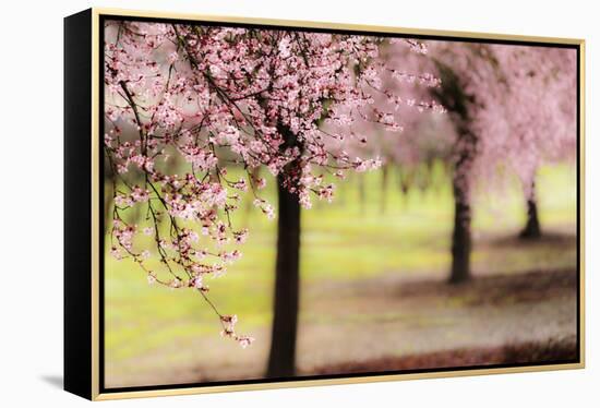 Plum Tree Blossoms In Sonoma County-Ron Koeberer-Framed Premier Image Canvas