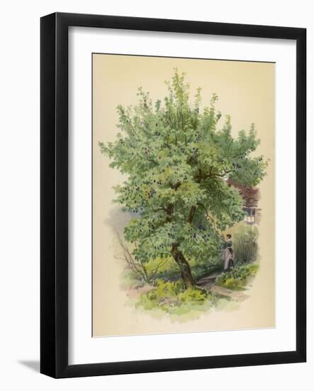 Plum Tree-null-Framed Art Print