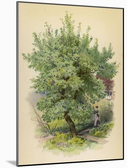 Plum Tree-null-Mounted Art Print