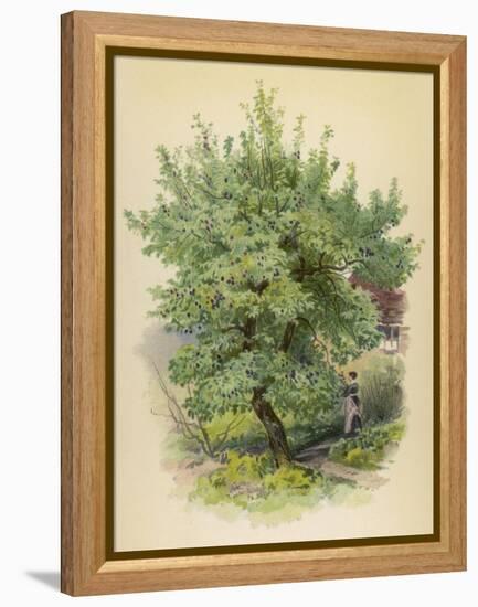 Plum Tree-null-Framed Stretched Canvas