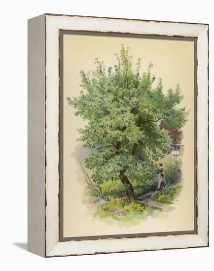 Plum Tree-null-Framed Stretched Canvas