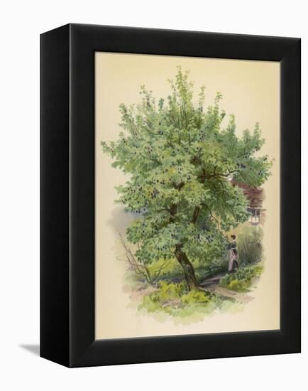 Plum Tree-null-Framed Stretched Canvas