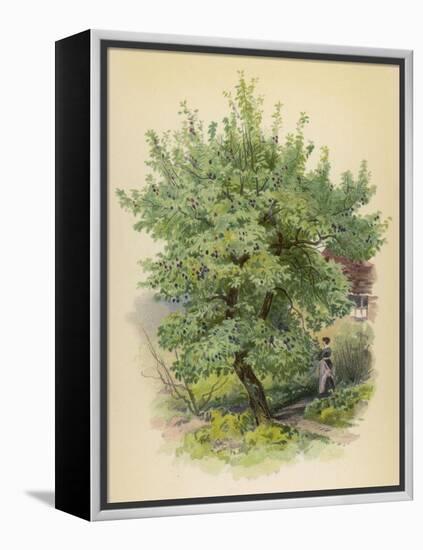 Plum Tree-null-Framed Stretched Canvas