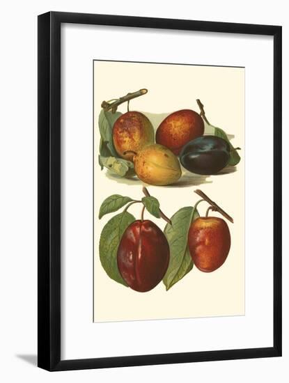 Plum Varieties I-John Wright-Framed Art Print