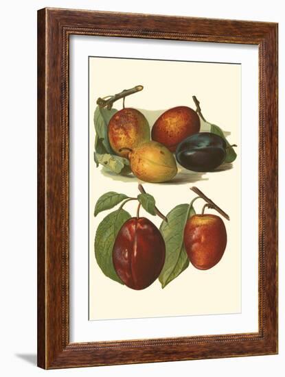 Plum Varieties I-John Wright-Framed Art Print