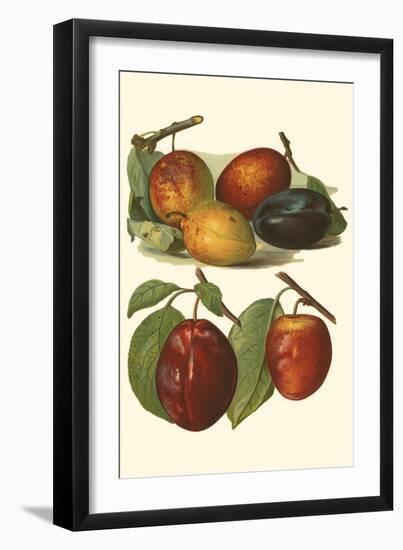 Plum Varieties I-John Wright-Framed Art Print