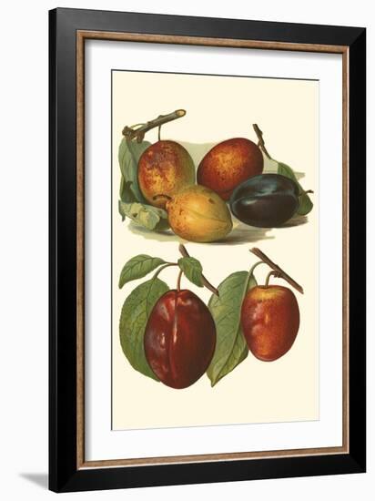 Plum Varieties I-John Wright-Framed Art Print