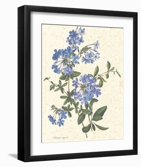 Plumago Capensis-null-Framed Art Print