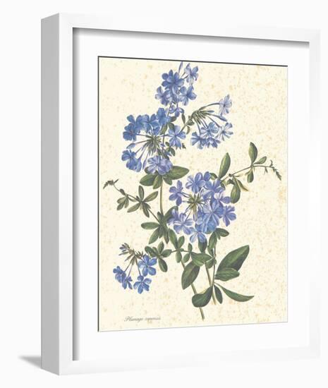 Plumago Capensis-null-Framed Art Print