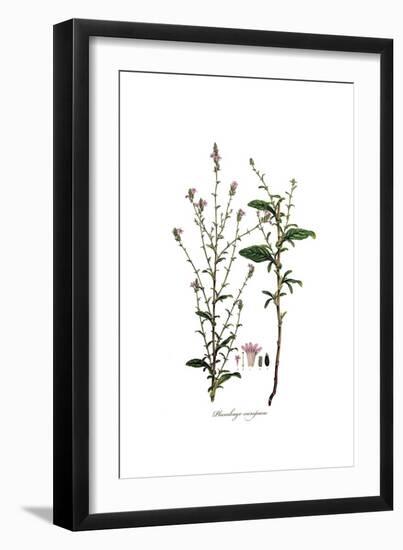 Plumbago Europaea, Flora Graeca-Ferdinand Bauer-Framed Giclee Print