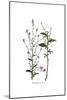 Plumbago Europaea, Flora Graeca-Ferdinand Bauer-Mounted Giclee Print