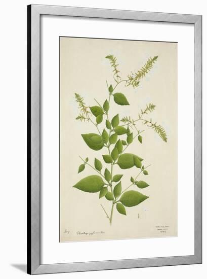 Plumbago Zeylanica Linn, 1800-10-null-Framed Giclee Print