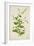 Plumbago Zeylanica Linn, 1800-10-null-Framed Giclee Print