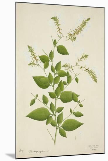 Plumbago Zeylanica Linn, 1800-10-null-Mounted Giclee Print