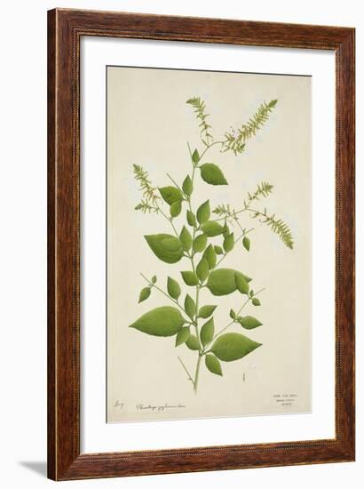 Plumbago Zeylanica Linn, 1800-10-null-Framed Giclee Print