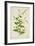 Plumbago Zeylanica Linn, 1800-10-null-Framed Giclee Print