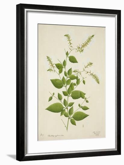 Plumbago Zeylanica Linn, 1800-10-null-Framed Giclee Print