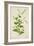 Plumbago Zeylanica Linn, 1800-10-null-Framed Giclee Print