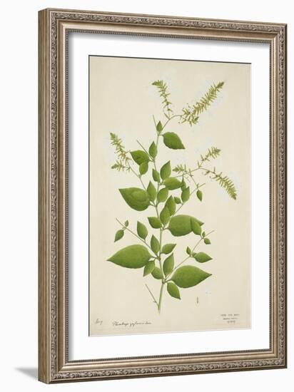 Plumbago Zeylanica Linn, 1800-10-null-Framed Giclee Print