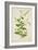 Plumbago Zeylanica Linn, 1800-10-null-Framed Giclee Print