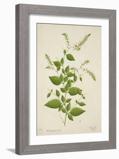 Plumbago Zeylanica Linn, 1800-10-null-Framed Giclee Print