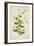 Plumbago Zeylanica Linn, 1800-10-null-Framed Giclee Print