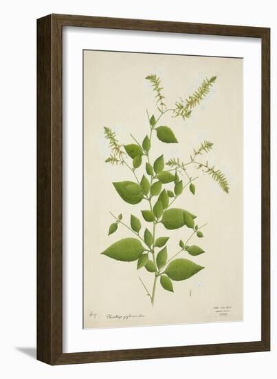 Plumbago Zeylanica Linn, 1800-10-null-Framed Giclee Print